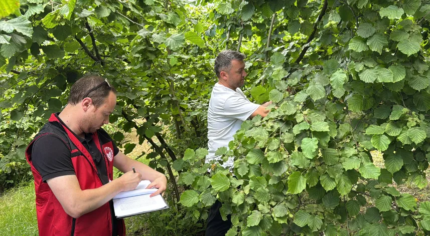 Ordu'da tahmini fındık rekoltesi tespit çalışmaları başladı