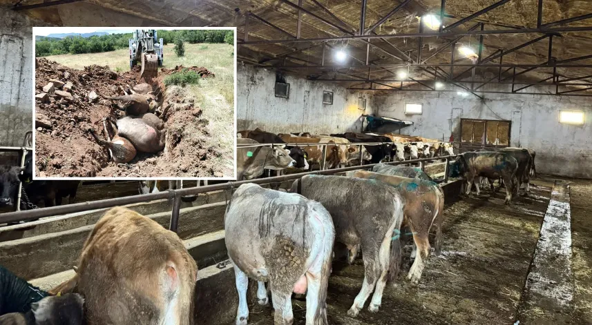 Giresun’da ahırda çıkan yangında 9 büyükbaş öldü