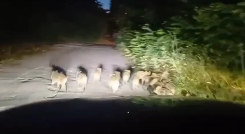 Zonguldak’ta 18 yavru domuz görüldü