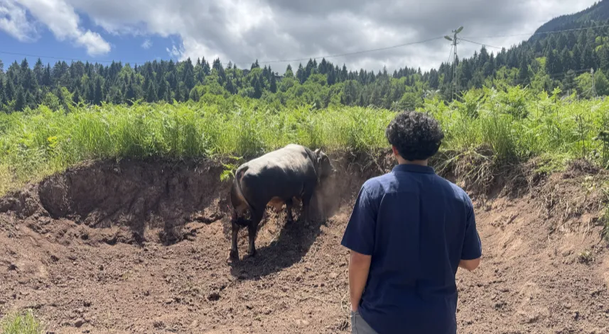 Artvin'de üç aydır antrenman yapan boğalar arenaya çıkmaya hazır