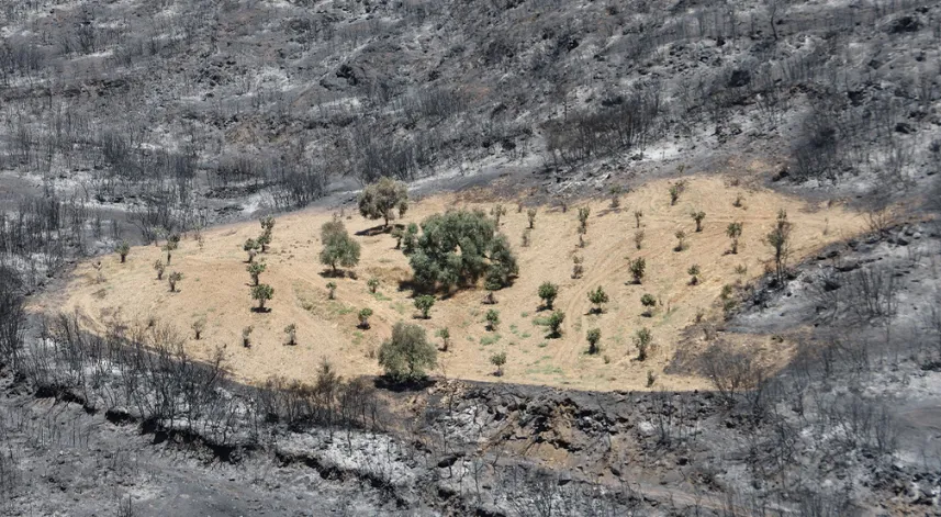 Ödemiş'te yangın ortasında kalan zeytinlik hayrete düşürdü