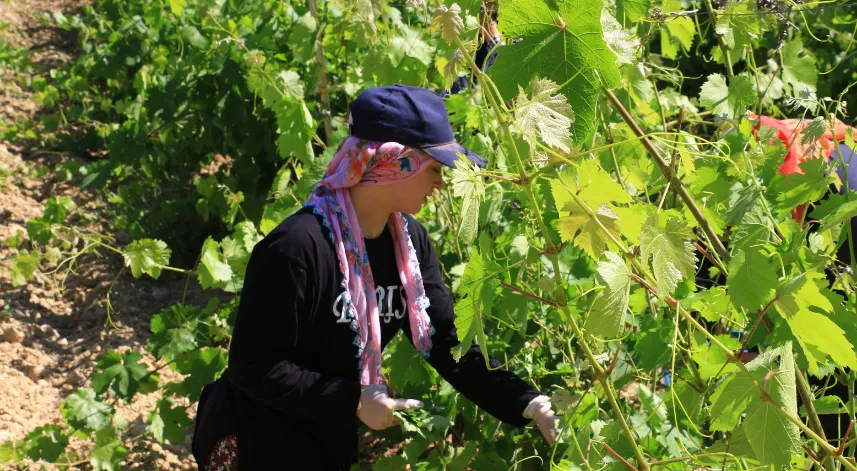 Narince Bağ Yaprağı'nda 2 milyar liralık gelir beklentisi