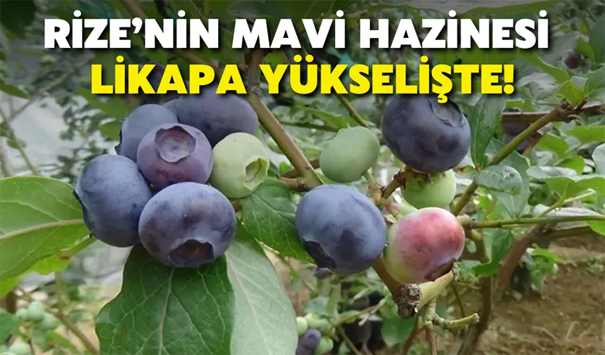 Rize’nin mavi hazinesi: likapa yükselişte!