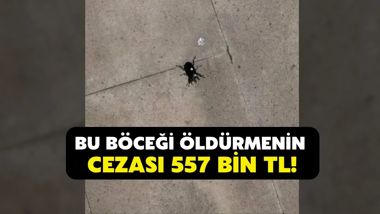 Rize'de de görüldü: Öldürmenin cezası 557 bin TL