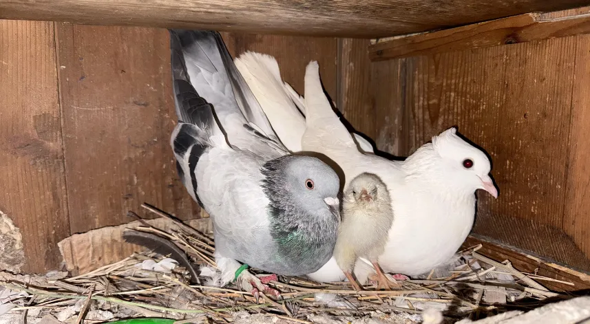 Tavuk yumurtasının üzerine kuluçkaya yatan güvercin, çıkan civcivi sahiplendi