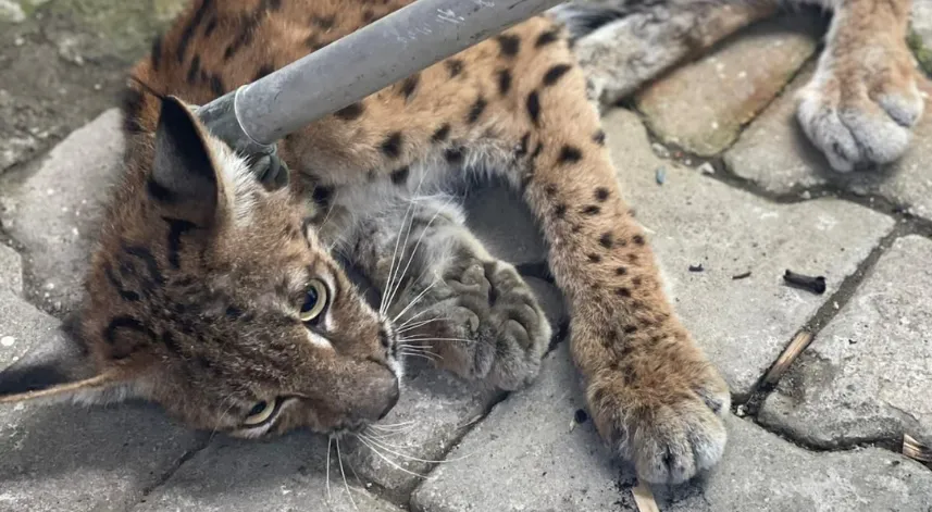 Tavuk kümesine giren vaşak itfaiye ekiplerince yakalandı