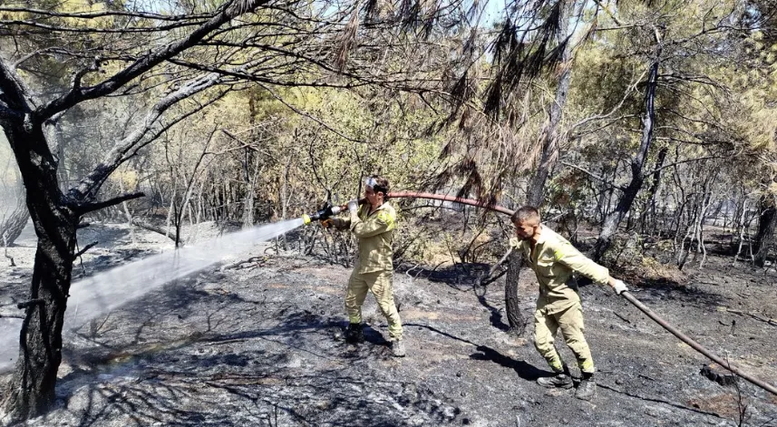 Sinop'ta orman yangınında 8 dönüm alan zarar gördü