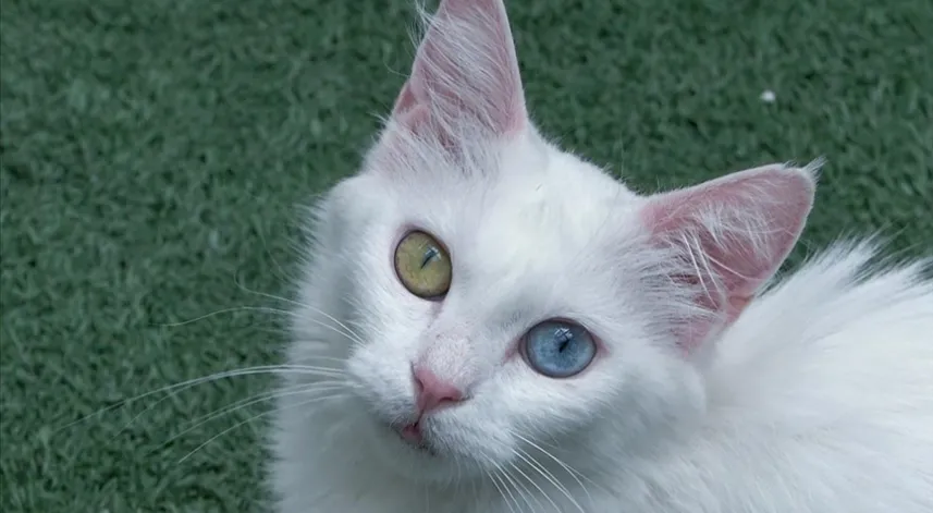 Koruma altındaki Van kedilerini 5 yılda yaklaşık 750 aile sahiplendi