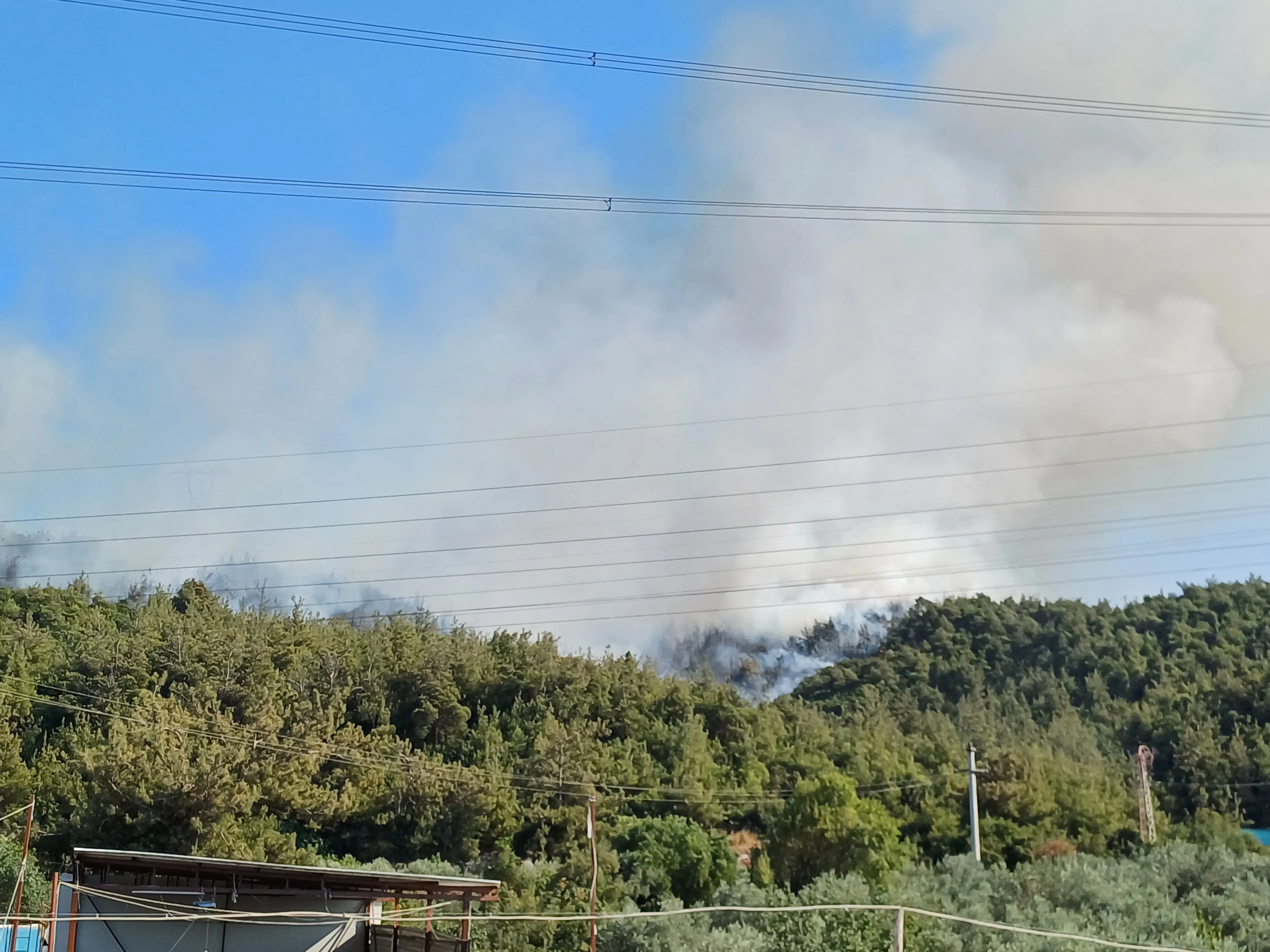 Manisa'da orman yangını