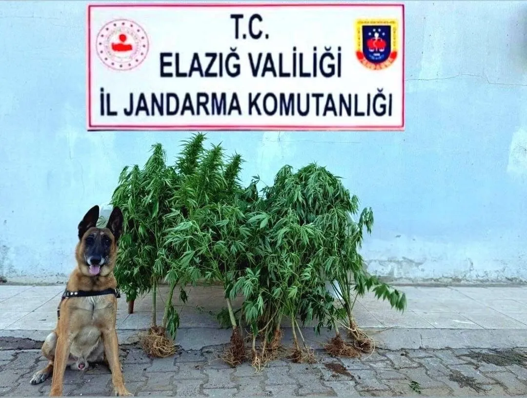 Elazığ'da tapulu arazide kenevir ele geçirildi