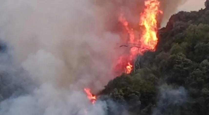 Zonguldak'taki orman yangını söndürüldü