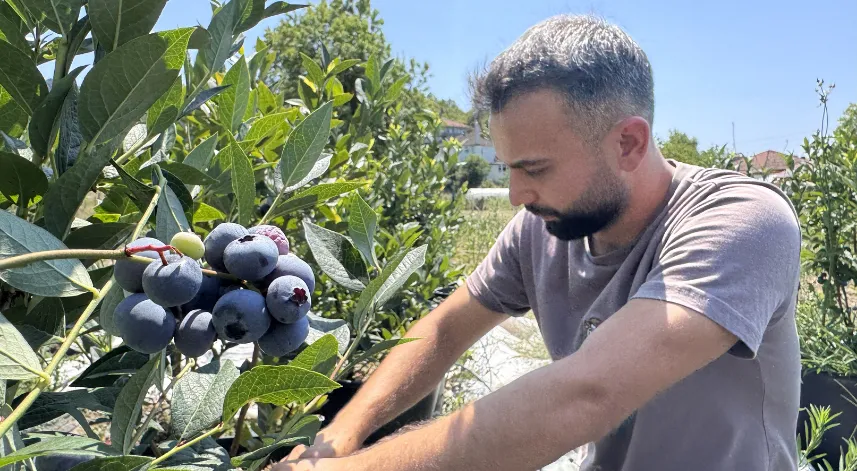 Öğrencilik yıllarında tadından etkilendiği yaban mersininin üreticisi oldu