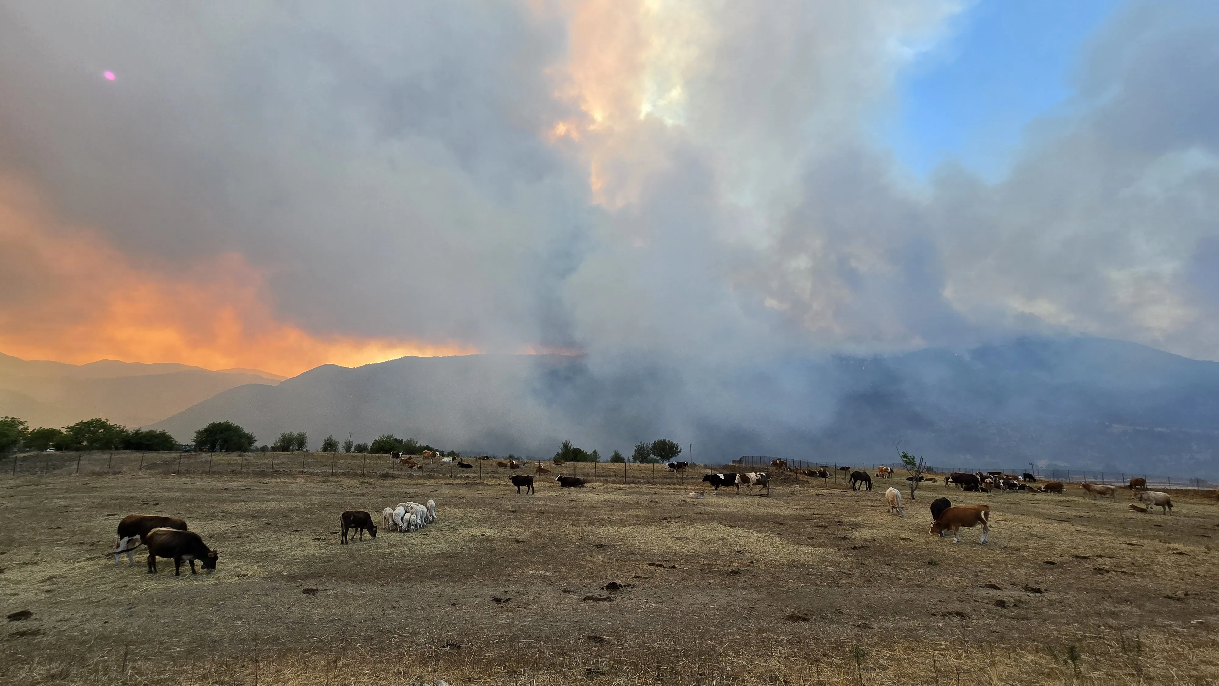 Orman yangını köye yaklaştı, hayvanlar güvenli alanda bekletiliyor