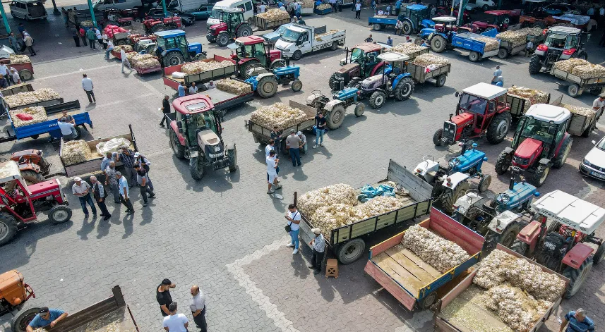 Taşköprü sarımsak pazarında yoğunluk yaşanıyor