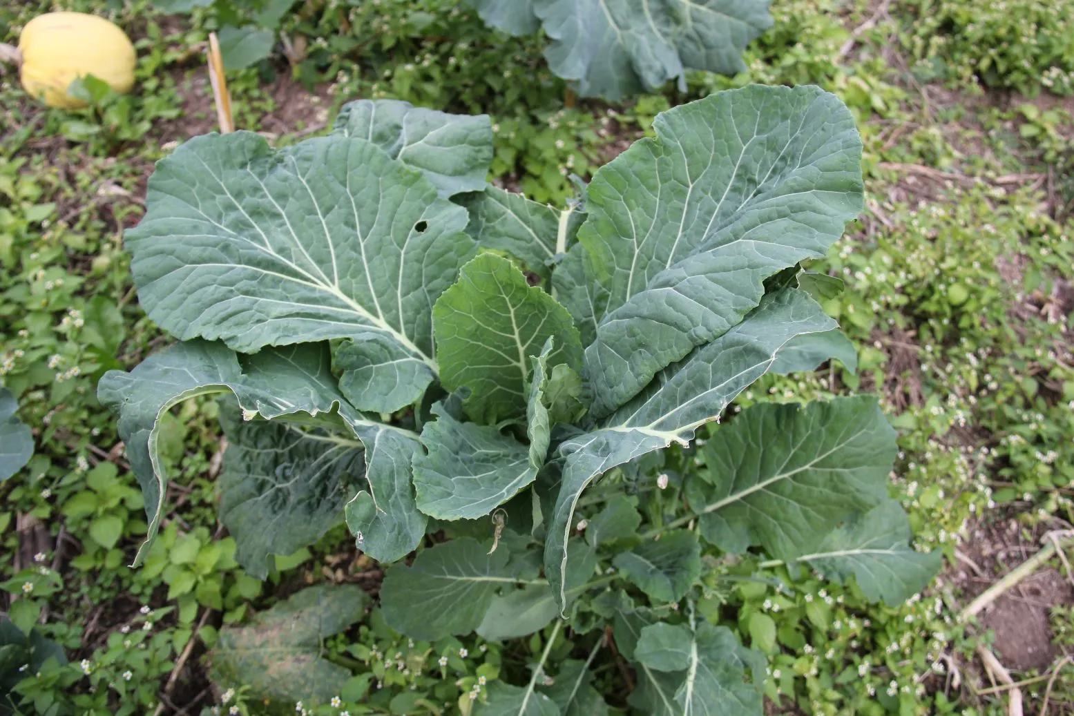 Rize'de en çok ekilen sebze karalahana