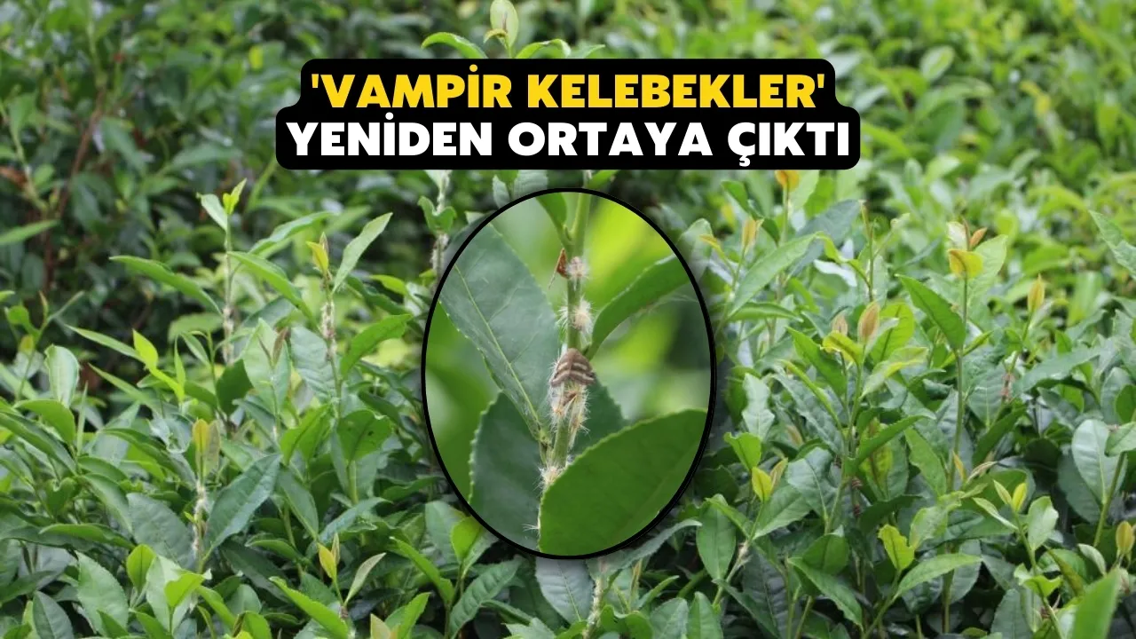 Doğu Karadeniz’in korkulu rüyası ’Vampir kelebekler’ yeniden ortaya çıktı