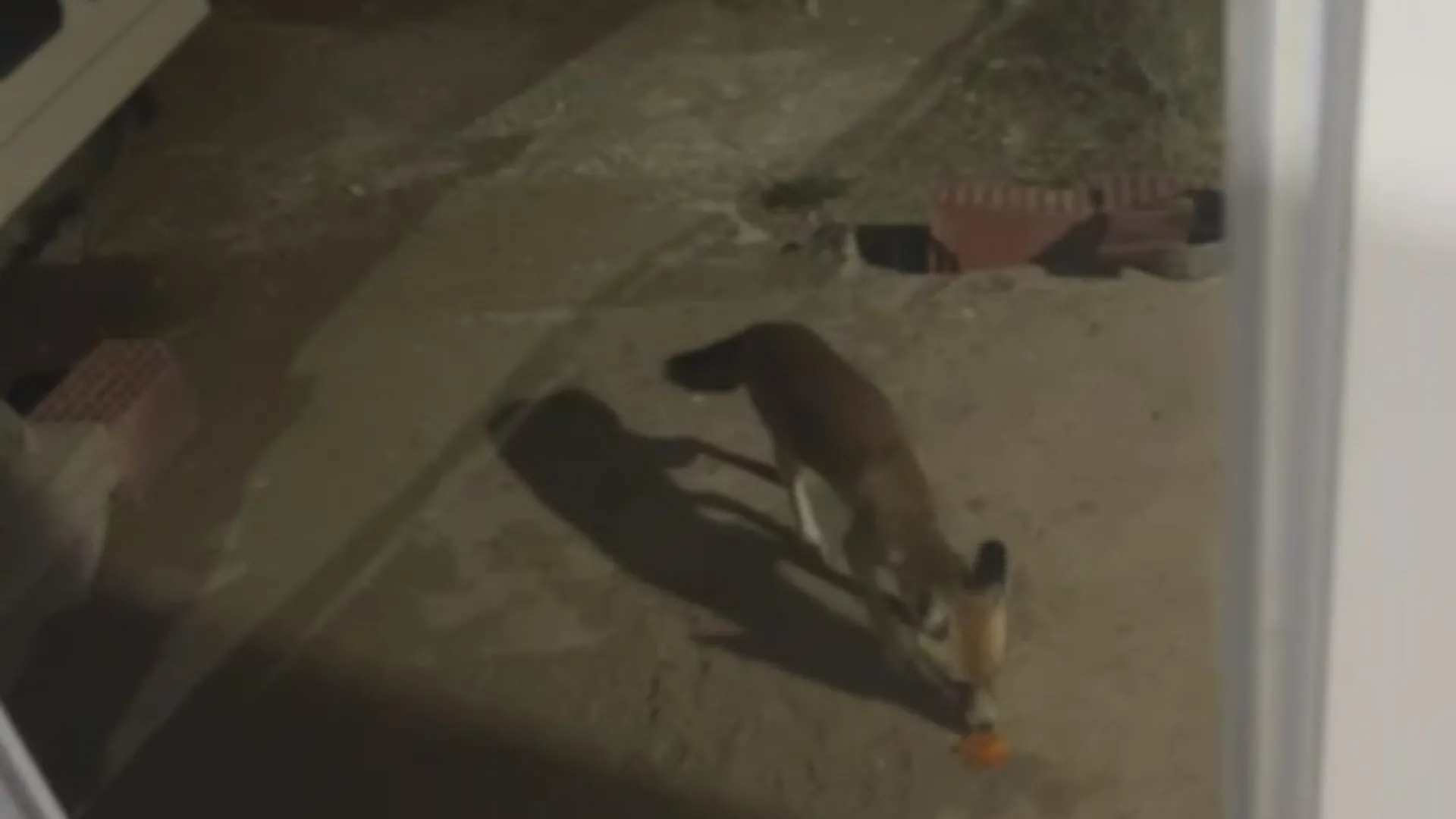 'Rıfkı' adını verdiği tilkiyi cips ile besliyor