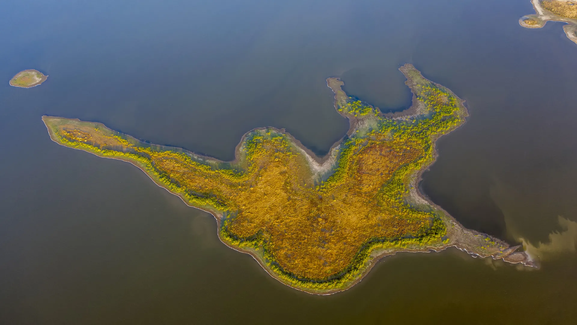 Seben Gölü'nde ortaya çıkan adacıklar, ineklerin otlağı oldu