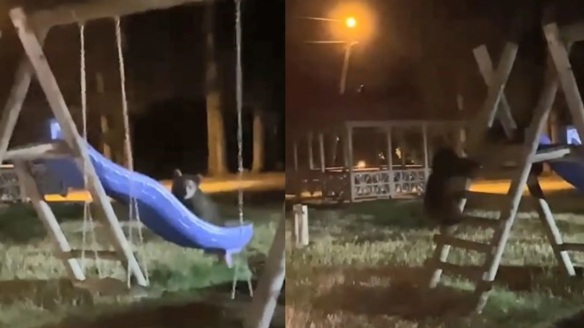 Artvin’de yavru ayıların kaydırak merakı