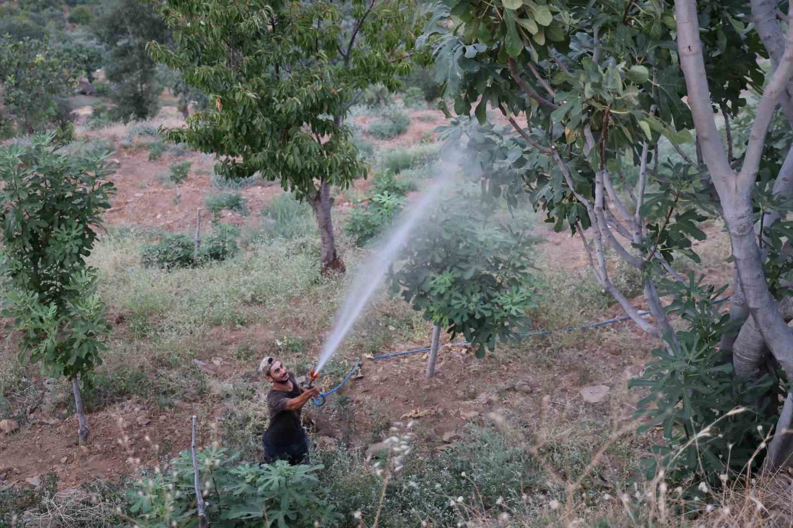 İncir üretiminde Akdeniz meyve sineği sıkıntısı