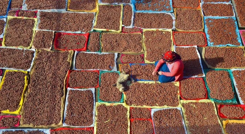 Fındıkta düşük rekolteye rağmen rekor ihracat hedefi