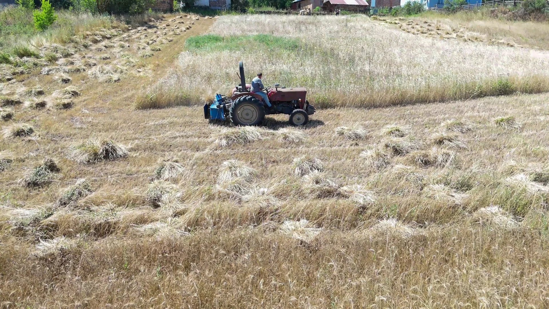 Ordu'da ‘alım garantili' siyez buğdayında üretim bin 500 kat arttı