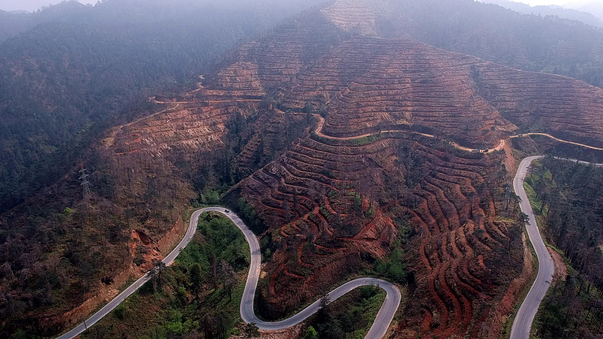 Yanan ormanların yeşertilmesinde ‘ekolojik denge’ uyarısı