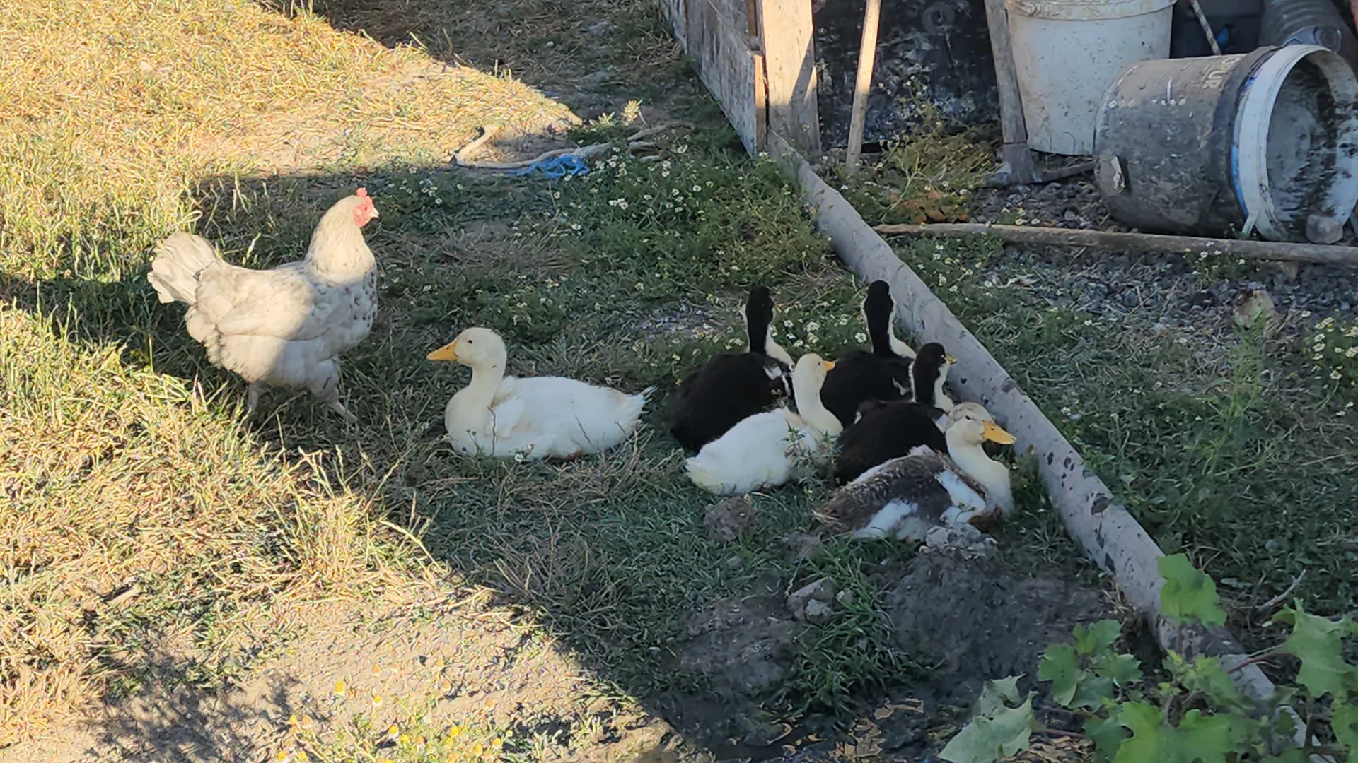 Amasya'da tavuk ördek yavrularına annelik yapıyor