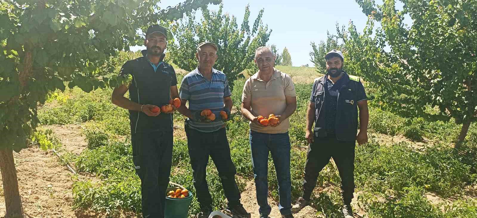 Kayısı meyve vermedi, üretici bahçesine ata tohumu domates ekti
