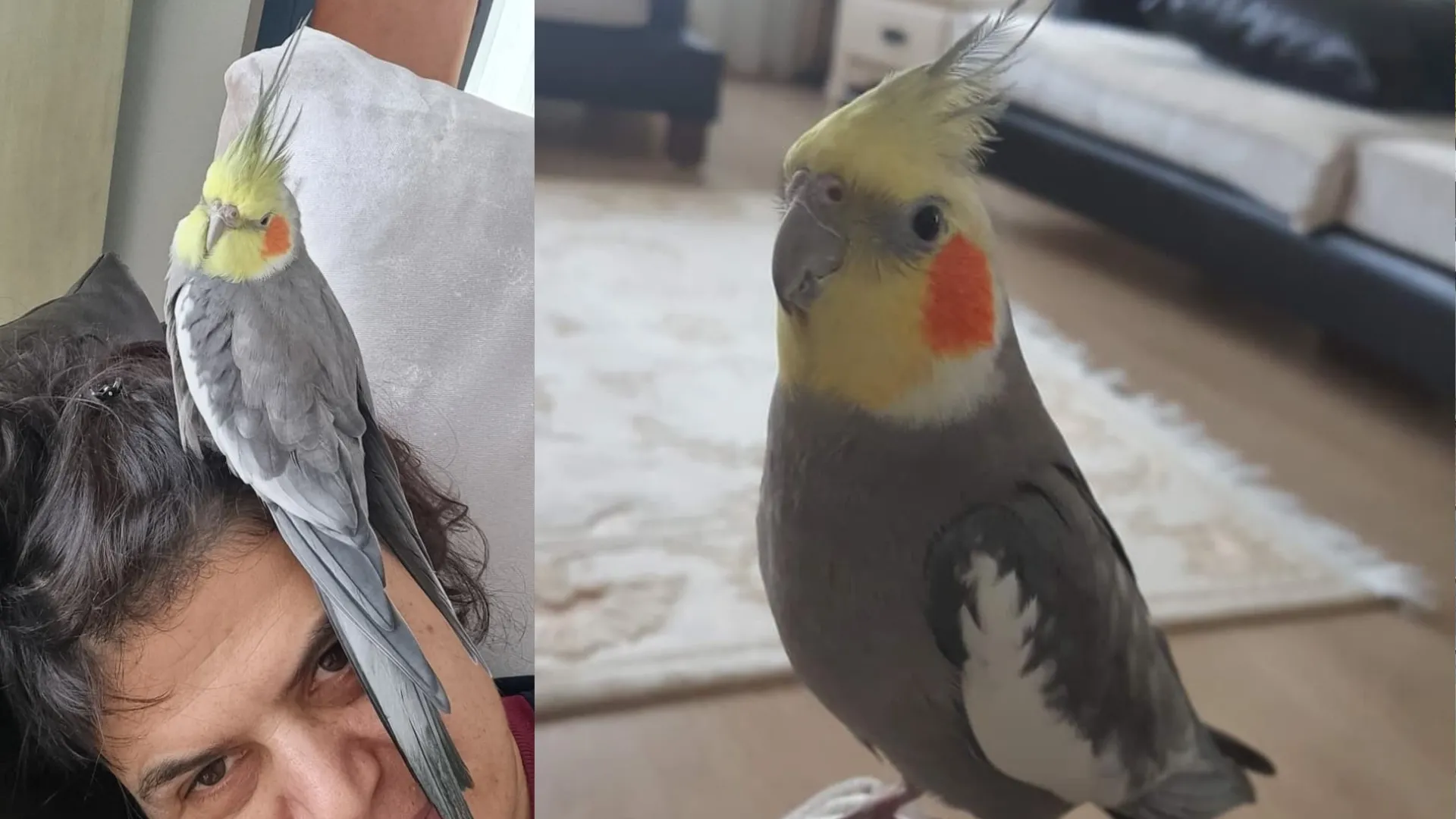 Kayıp papağanı 'Duman' için yollara düştü