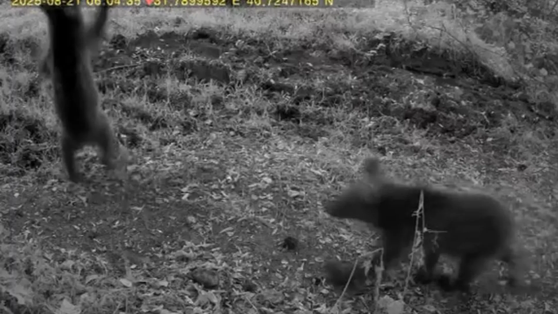 Bozayı ve 3 yavrusu fotokapan kamerasında