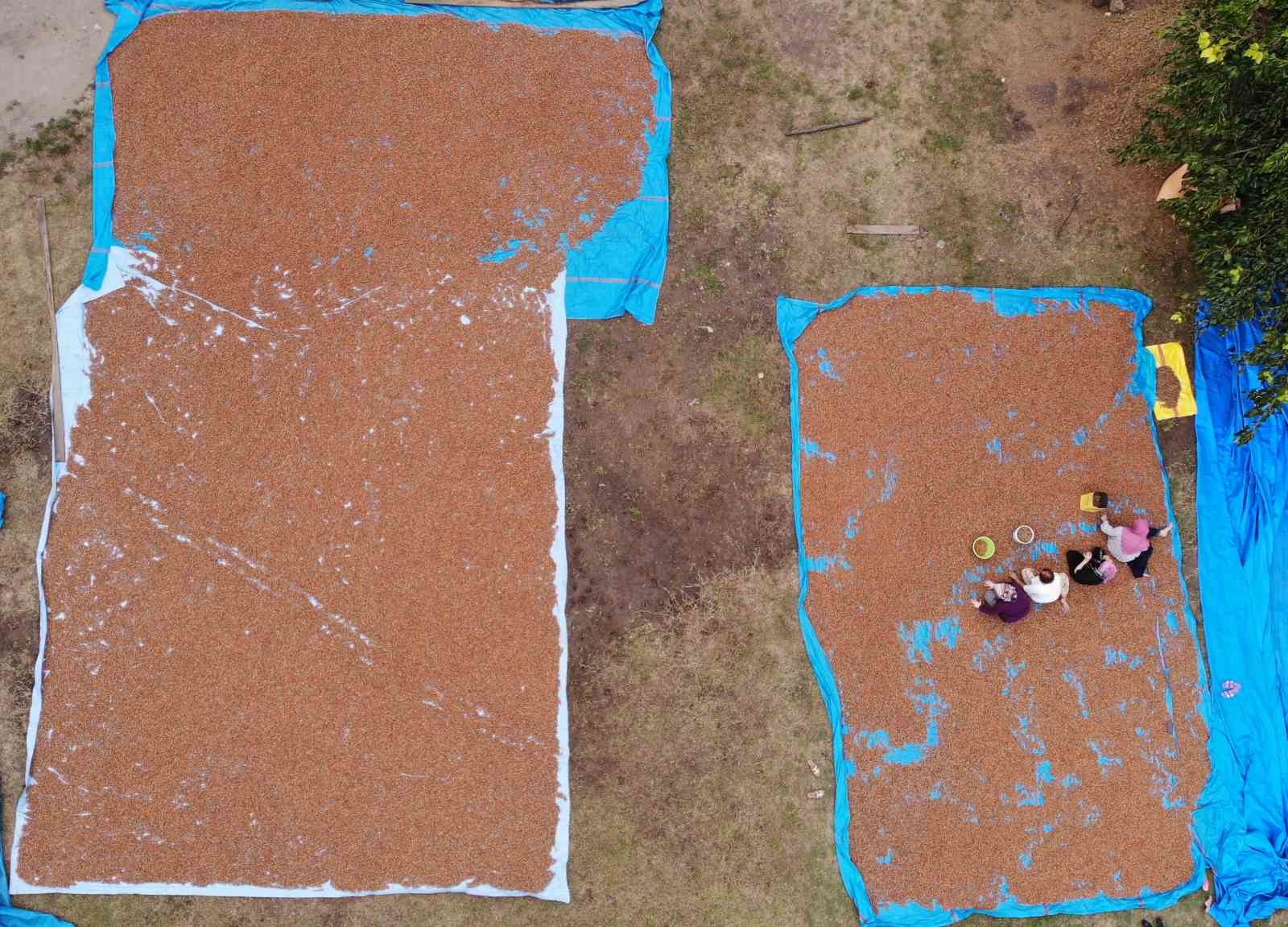 Ordu’da fındık üreticilerinin zorlu kurutma ve seçme mesaisi