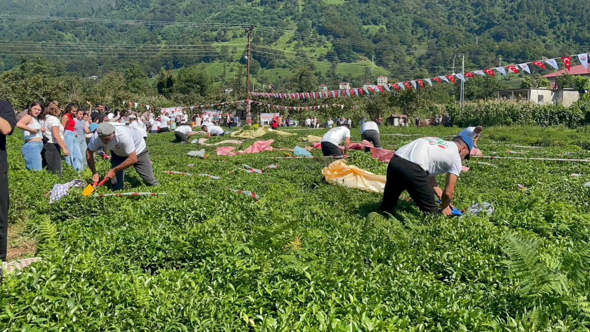 Güneyden Antep'in zılgıtı ve kuzeyden Artvin'in tulum sesi çaylıkta buluştu
