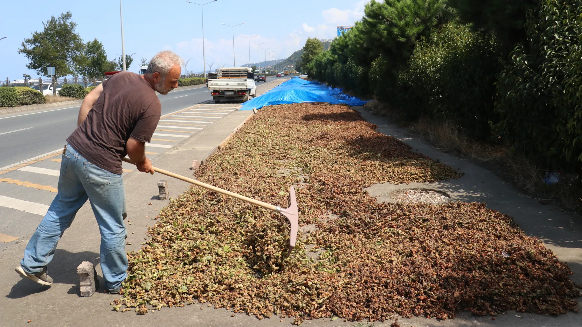 Karadeniz Sahil Yolu'ndaki kaldırımlarda fındık kurutma mesaisi başladı