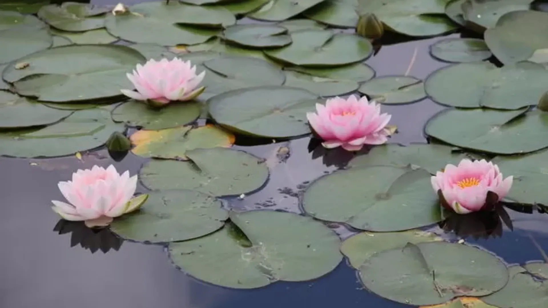 Gölcük ve Abant'ta çiçekler doğaya renk katıyor