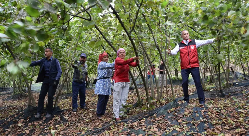 Ordu'da 148 fındık üreticisine hasat filesi desteği sağlandı