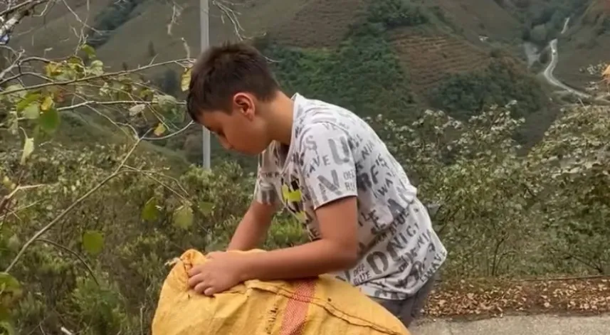 Giresunlu küçük Talha fındığını Gazze için topluyor