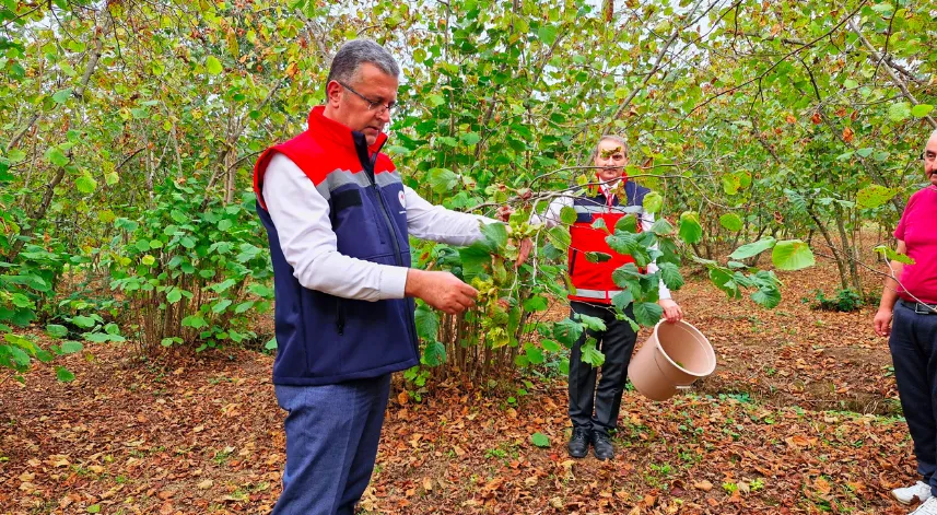 Samsun'da don vurdu, fındık rekoltesi düştü