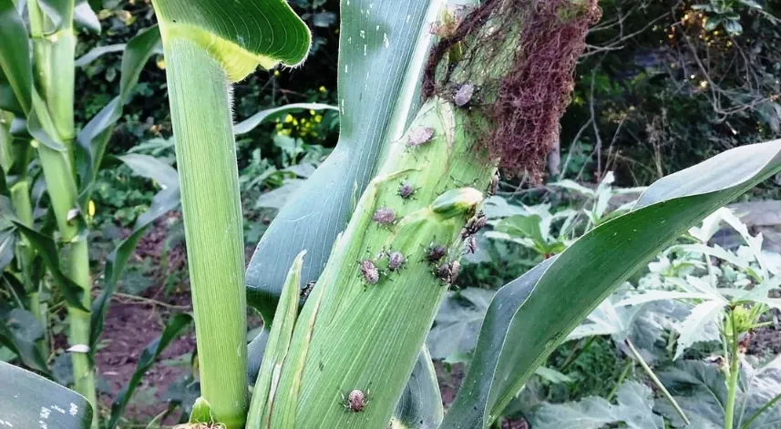 Mısırda kahverengi kokarcaya karşı 2’nci ilaçlama dönemi