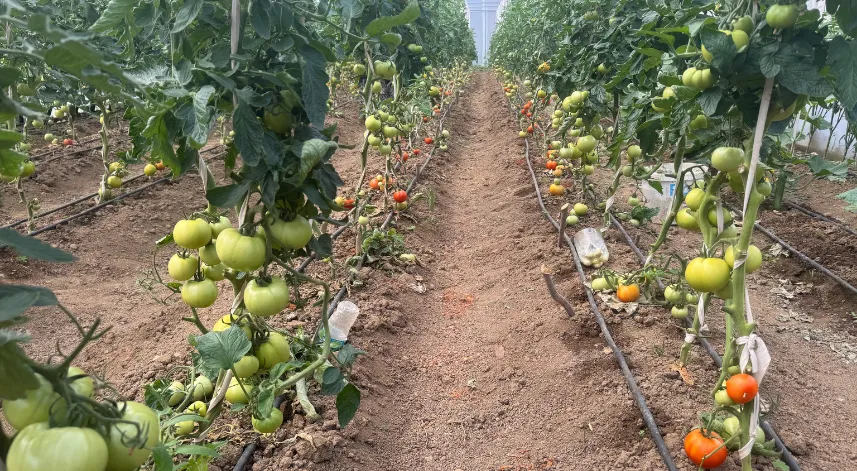 Seracılık hayalini 60 yaşında gerçekleştirdi