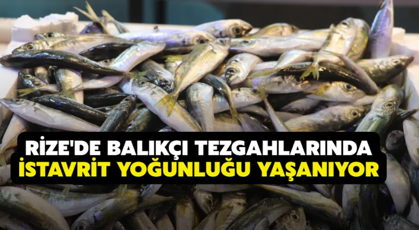 Rize'de balıkçı tezgahlarında istavrit yoğunluğu yaşanıyor