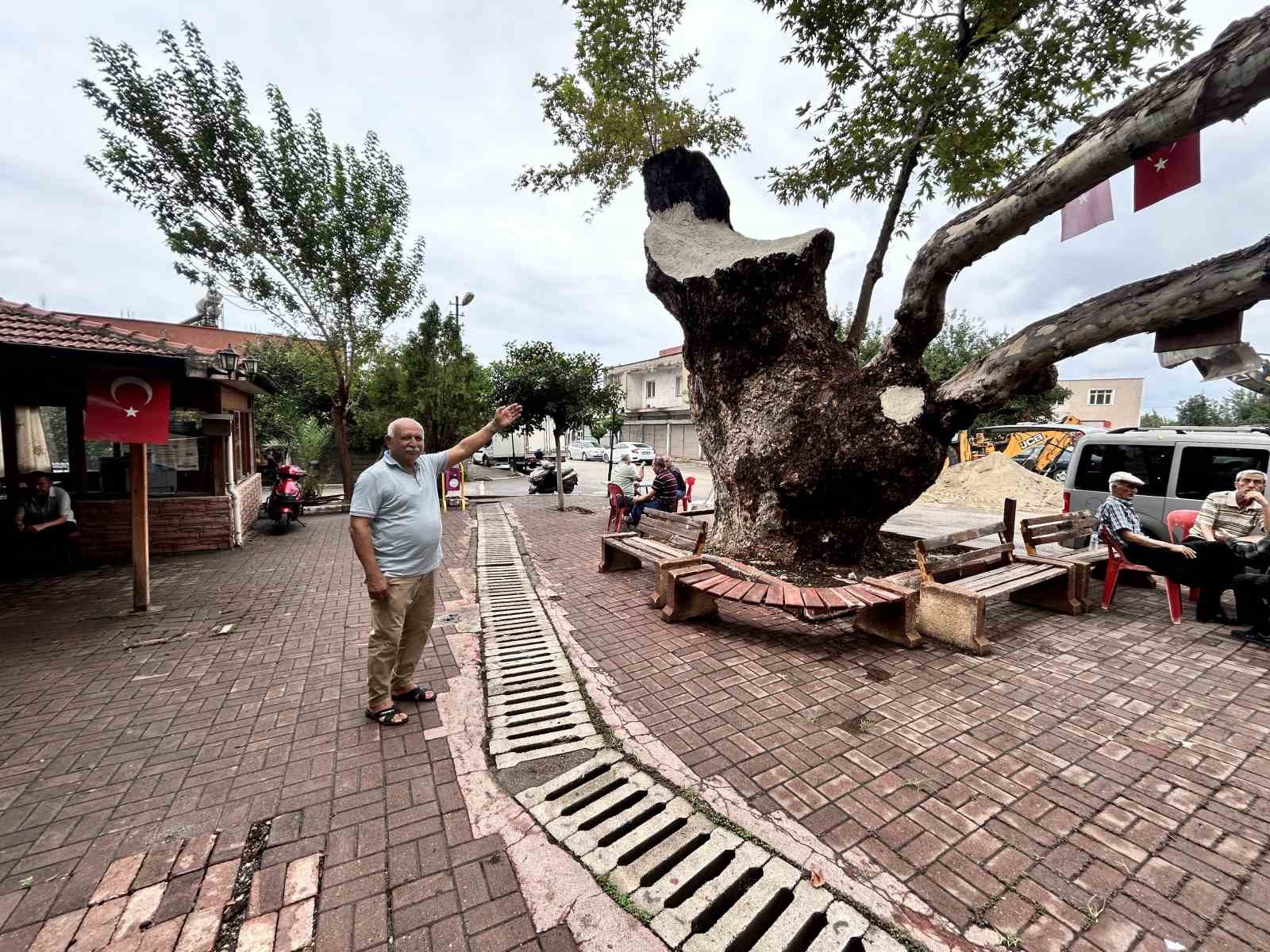 Dev cüsseli 500 yıllık çınar ağacı yıllara meydan okuyor