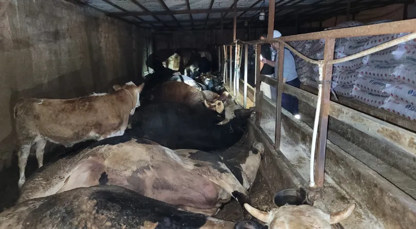 Samsun'da elektrik akımına kapılan 6 büyükbaş hayvan telef oldu