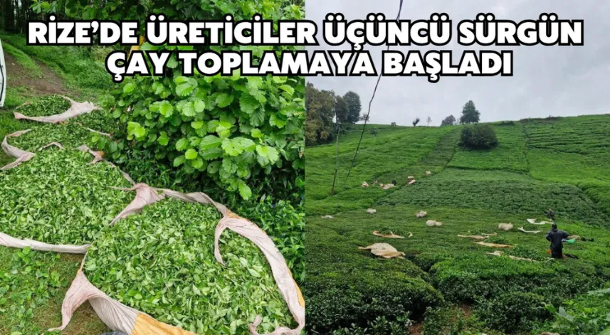  Rize’de üreticiler üçüncü sürgün çay toplamaya başladı
