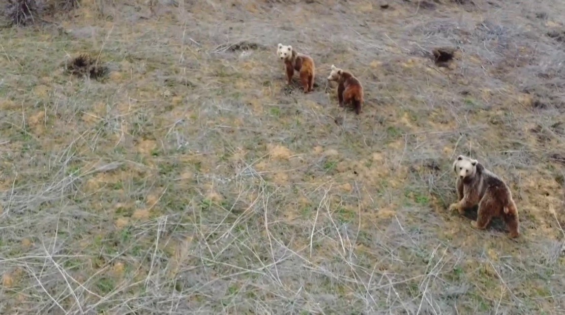Anne ayı ve iki yavrusu havadan görüntülendi
