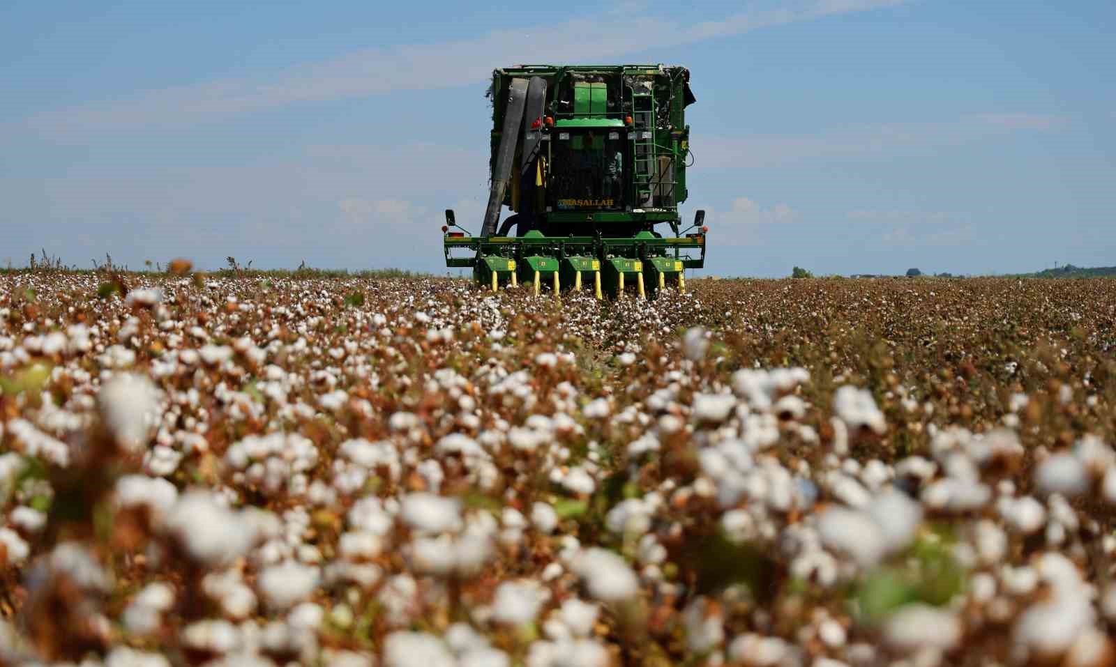 Bir dönemin beyaz altını, pamukta hasat başladı