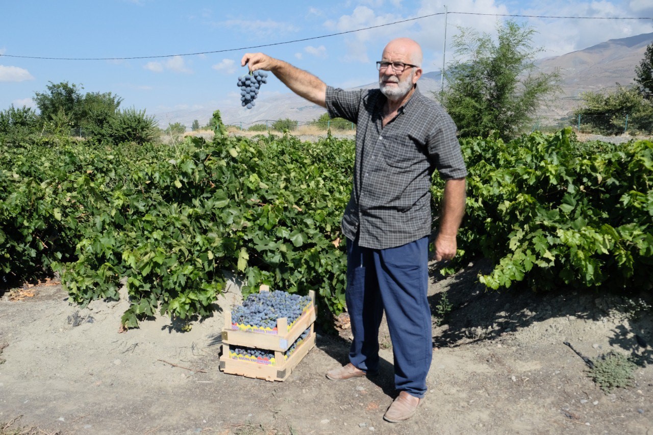 Erzincan Cimin üzümünde hasat başladı: Sofralıkta eşsiz, şarapta kullanılamaz