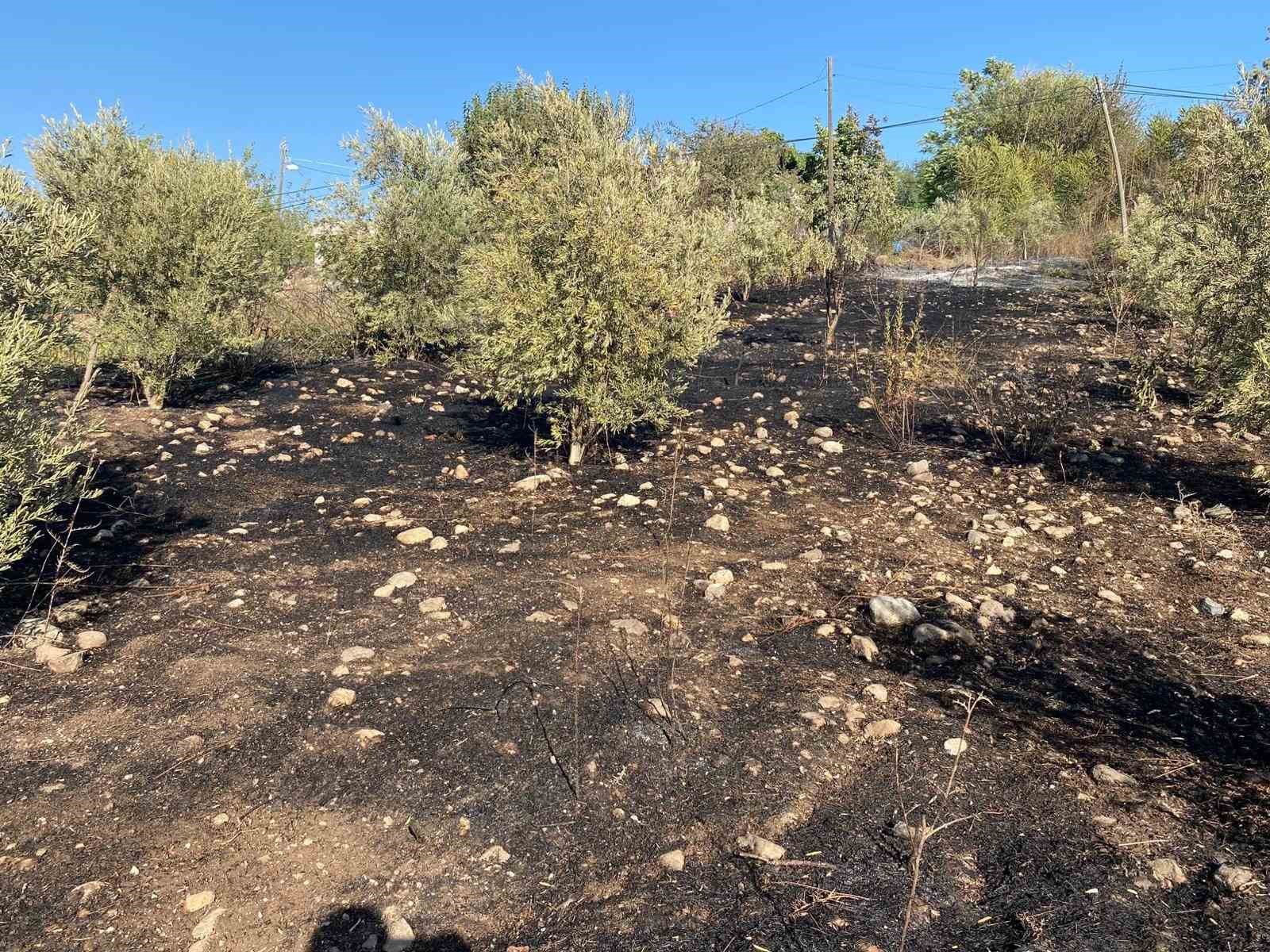 Osmaniye’de zeytinlik alanda çıkan yangın paniğe neden oldu
