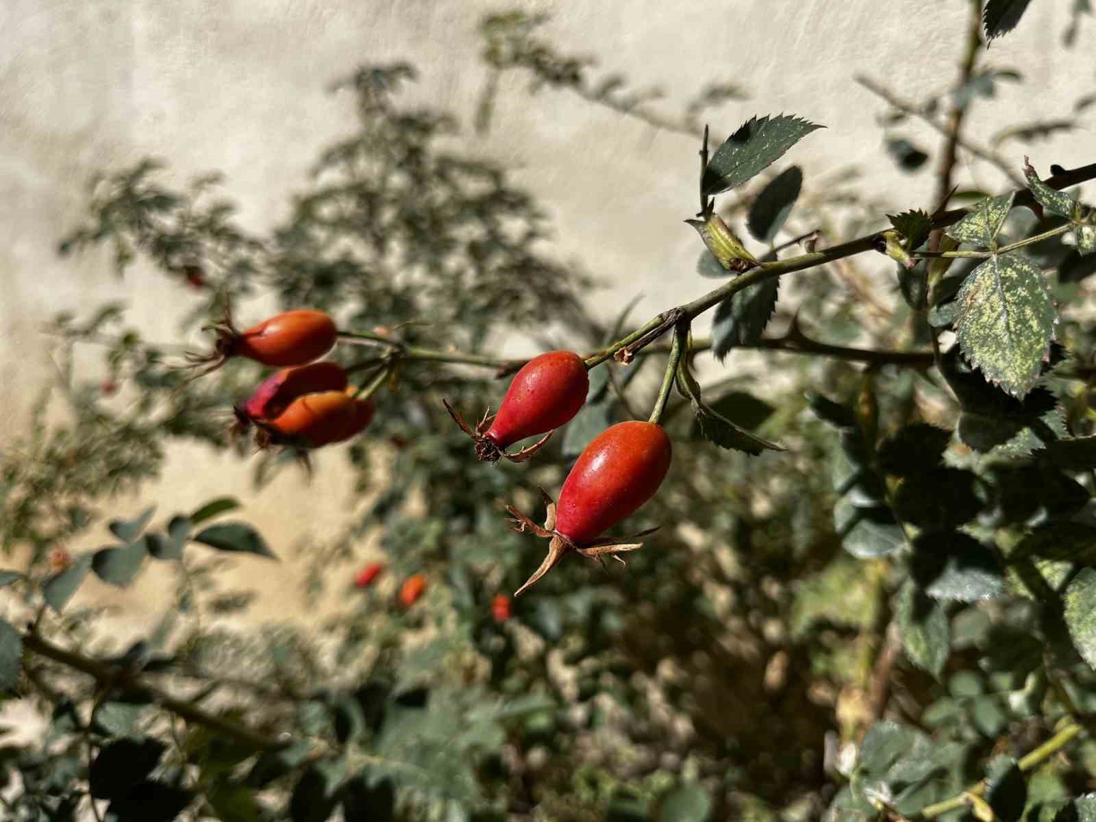 Bayburt’un dağlarında kuşburnu bolluğu