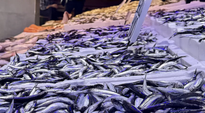 Trabzon'daki balıkçı tezgahlarında hamsi bolluğu yaşanıyor